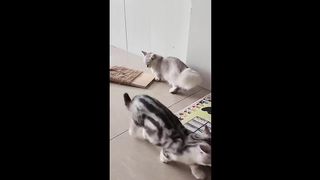 Funniest Animals Video - Best Cats and Dogs Videos