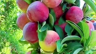 Biyoutifu green ???? l garden Fruit ???? Vedeo whatch
