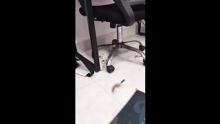 Funniest Animals Video - Best Cats and Dogs Videos