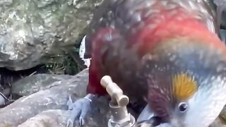Parrot and birds