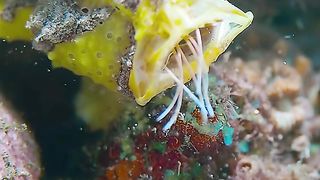 Oddities and wonders of the animal world 2024