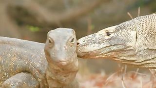 Oddities and wonders of the animal world 2024