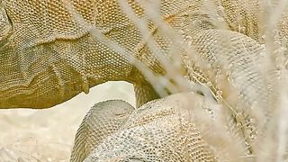 Oddities and wonders of the animal world 2024