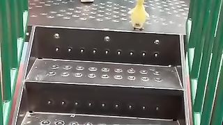 كيف اقنعتها