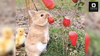 Cute rabbits eating video