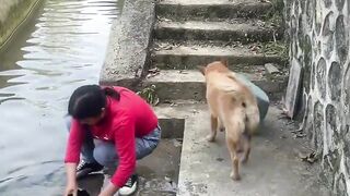 Must watch loyalty of dog with his owner