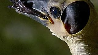 Oddities and wonders of the animal world 2024????????????????