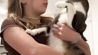 cats funny videos