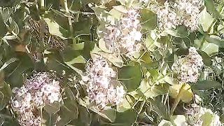 Thar desert trees