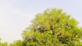 Ghost Bird in Garden