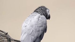 funnny parrat