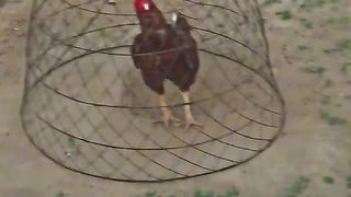 My video