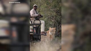 Unexpected Encounter: Lion Approaches Photographer While Waiting for the Perfect Shot
