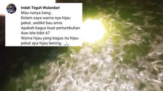 Air kolam HIJAU yang bagus itu hijaunya BAGAIMANA❓Hijau pekat atau hijau bening❓