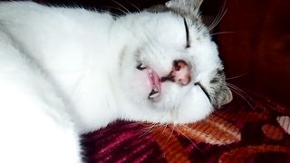 My Cute cat with tiny tongue out