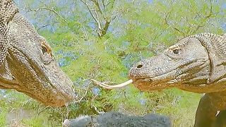 Oddities and wonders of the animal world 2024????????????