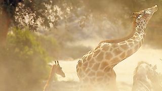 Oddities and wonders of the animal world 2024????????????