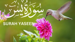 Powerful Recitation of Surah Yasin Yaseen  Emotional Quran Tilawat