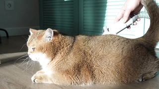 Meow-tastic Cat Videos to Brighten Your Day! The spring shedding has begun and now my wool is flying everywhere