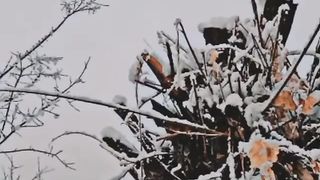 Snowfall in mountain ????️ areas
