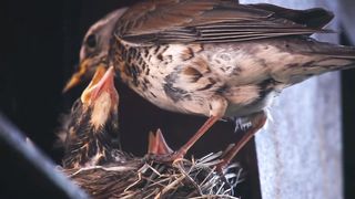 Beauty of Nature Birds with music relaxing