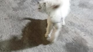 My Pet Blessy
