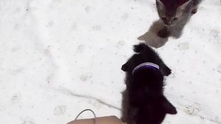 My 3 weeks old kitten. Wearing oversized collar, so cute.