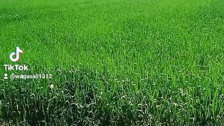 My village place