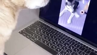 dogs funny vidoe