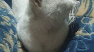 My cat