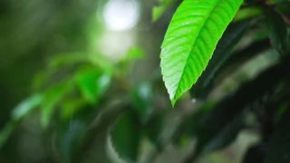Natural Relaxing Music and Sports