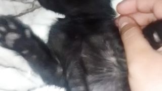 My almost 2 months old kittens. They like to play.