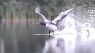 Cute bird life /intelligent/پرندوں کی زندگی