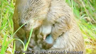 Oddities and wonders of the animal world 2024????????
