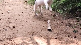 A naughty cat