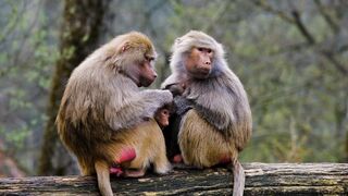 Unveiling the Fascinating World of Monkeys: Nature's Agile and Intelligent Acrobats