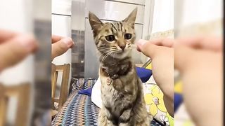 Funny pet cat moments amazing