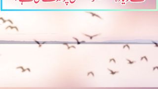 Question which bird are long time life