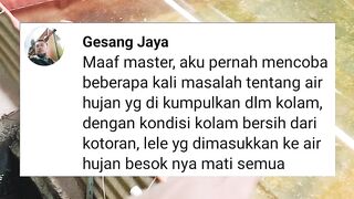 Budidaya lele full dengan air hujan LANGSUNG tanpa proses, ikan MATI❗Lagian siapa suruh ????