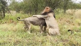 Lion animal