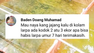 Jika dikolam ada KODOK 2-3 ekor Apakah LARVA LELE bisa habis❓Segede apa kodoknya ????