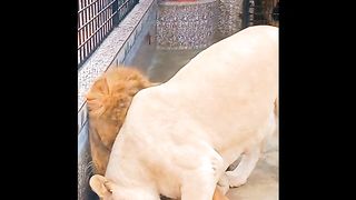 Lion romantic