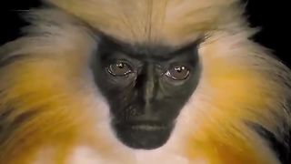 Close -up of the rare Golden Langur. Researchers have said that this species works hard to avoid human interaction.