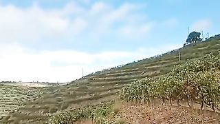 Mu apple and grape fields