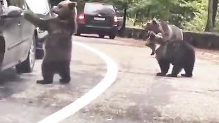 I can’t believe this guy managed to high five a wild bear ????