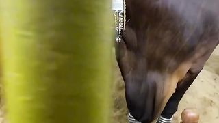 Beautiful Brown Cow