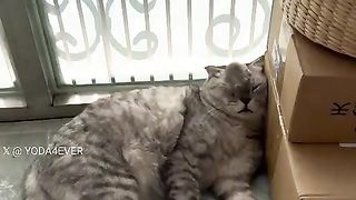 Adopt a cat to get rid of the mice! The cat: