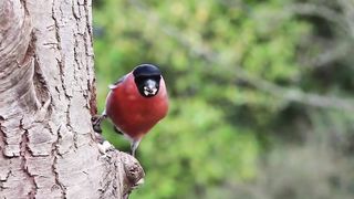 AMAZING BIRDS Beautiful birds inhabit all terrestrial on the planet earth.