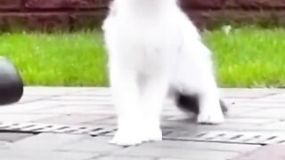 Punch Cat