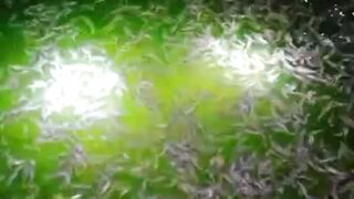 Ikan lele MALAS MAKAN, menggantung, cek 3 hal ini, jangan berfikir yang jauh-jauh dulu